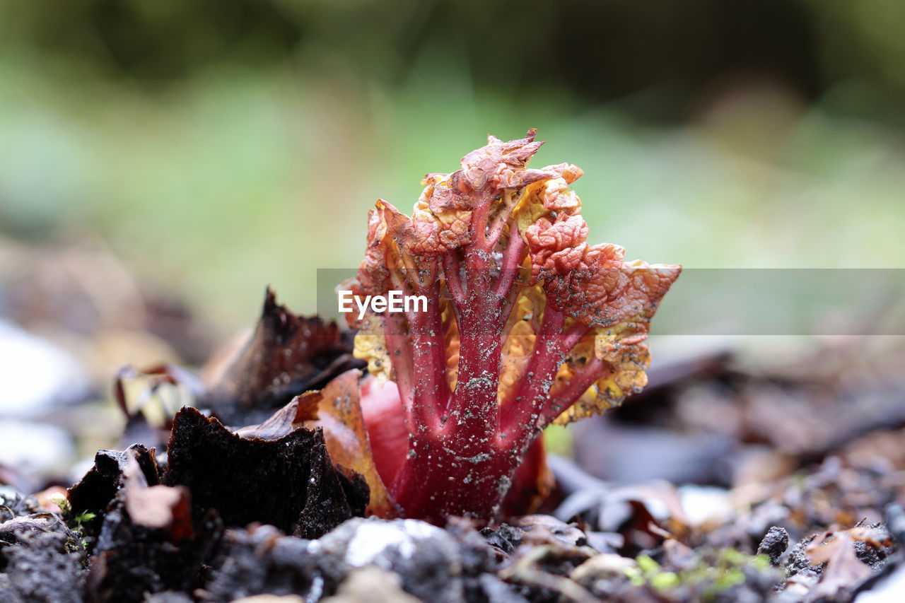 nature, leaf, close-up, macro photography, flower, autumn, plant, land, selective focus, beauty in nature, no people, tree, day, frost, outdoors, plant part, forest, growth, environment, sunlight, focus on foreground, food, fragility, tranquility, soil