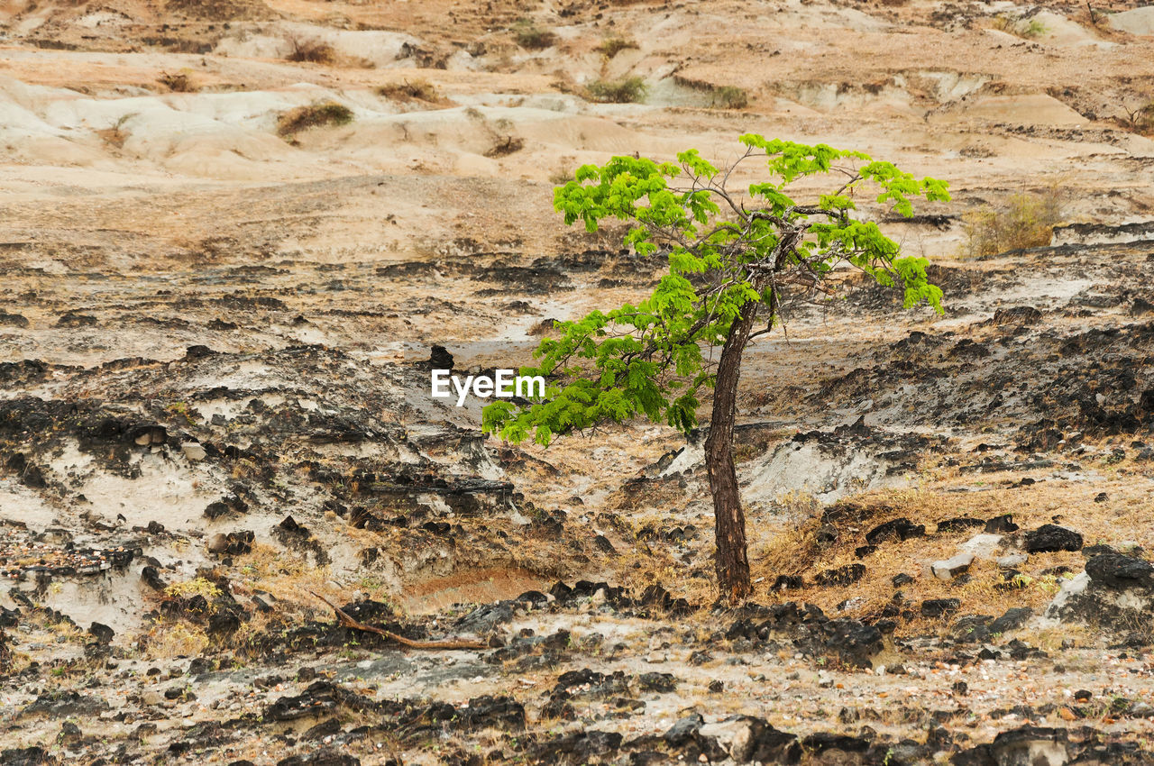 Single tree in desert field