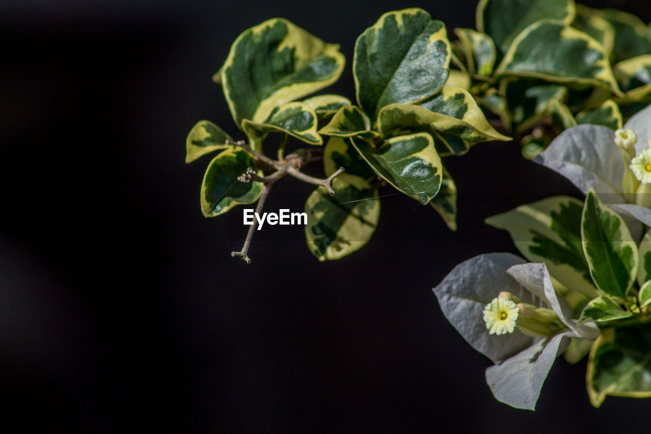 CLOSE-UP OF WHITE FLOWERING PLANT