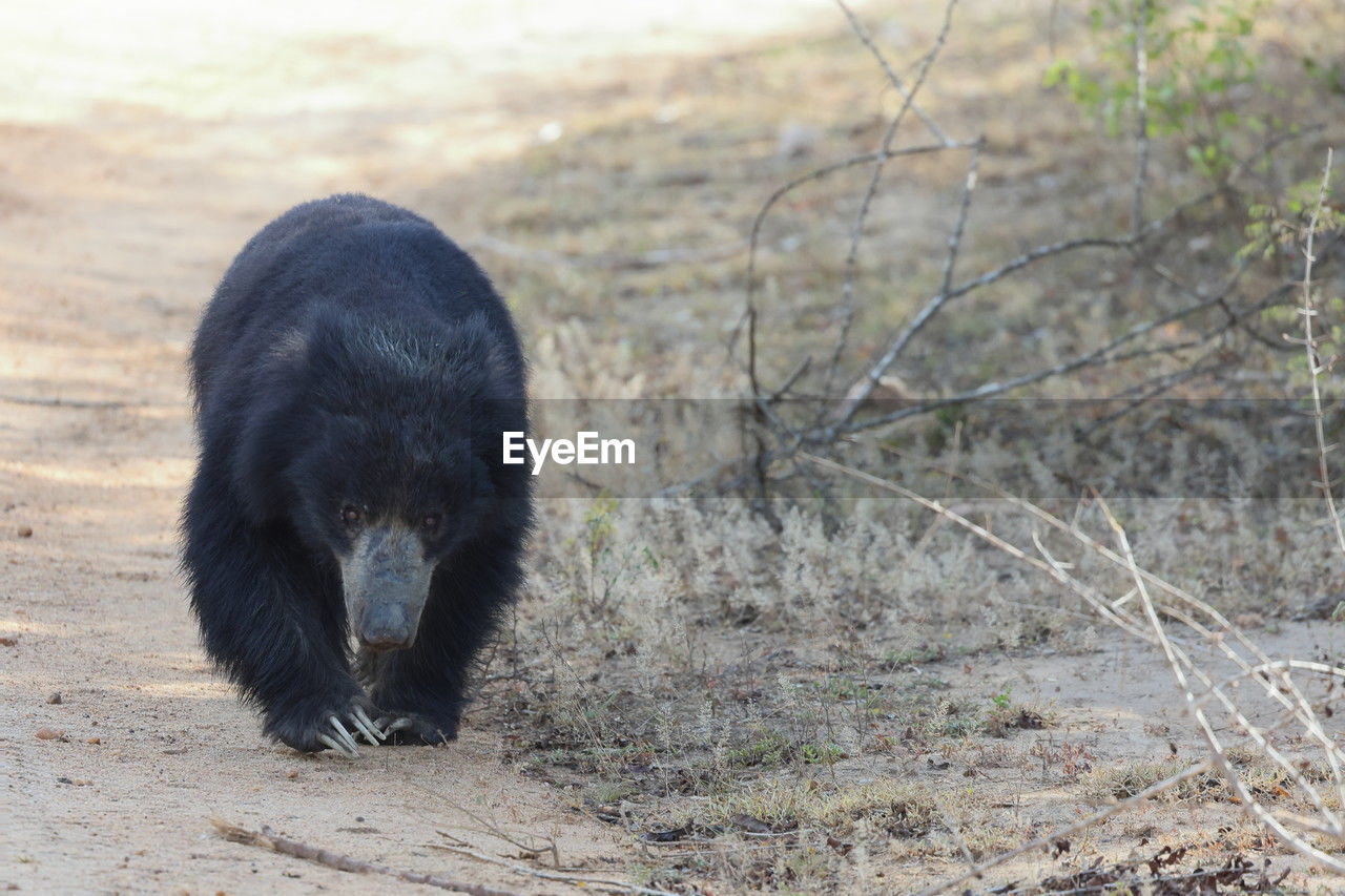 close-up of an animal