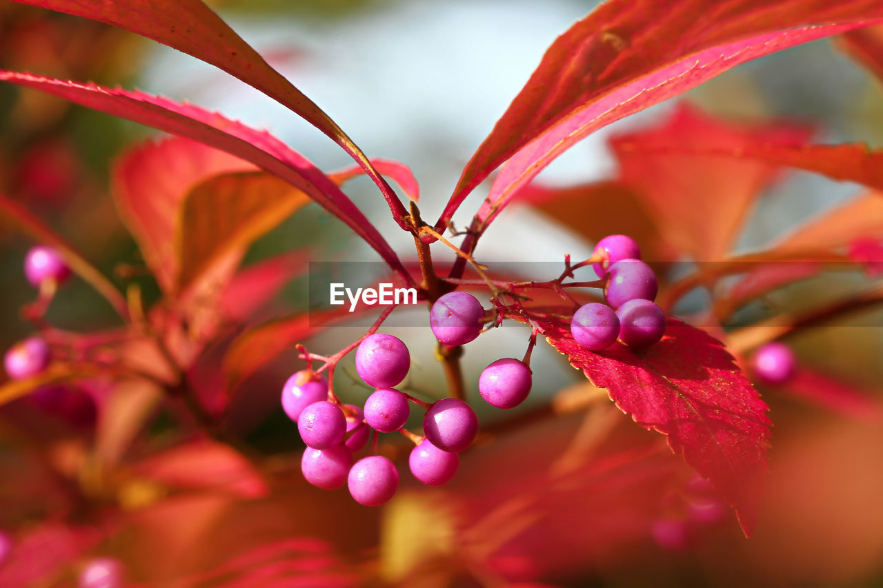 CLOSE-UP OF PINK BERRIES