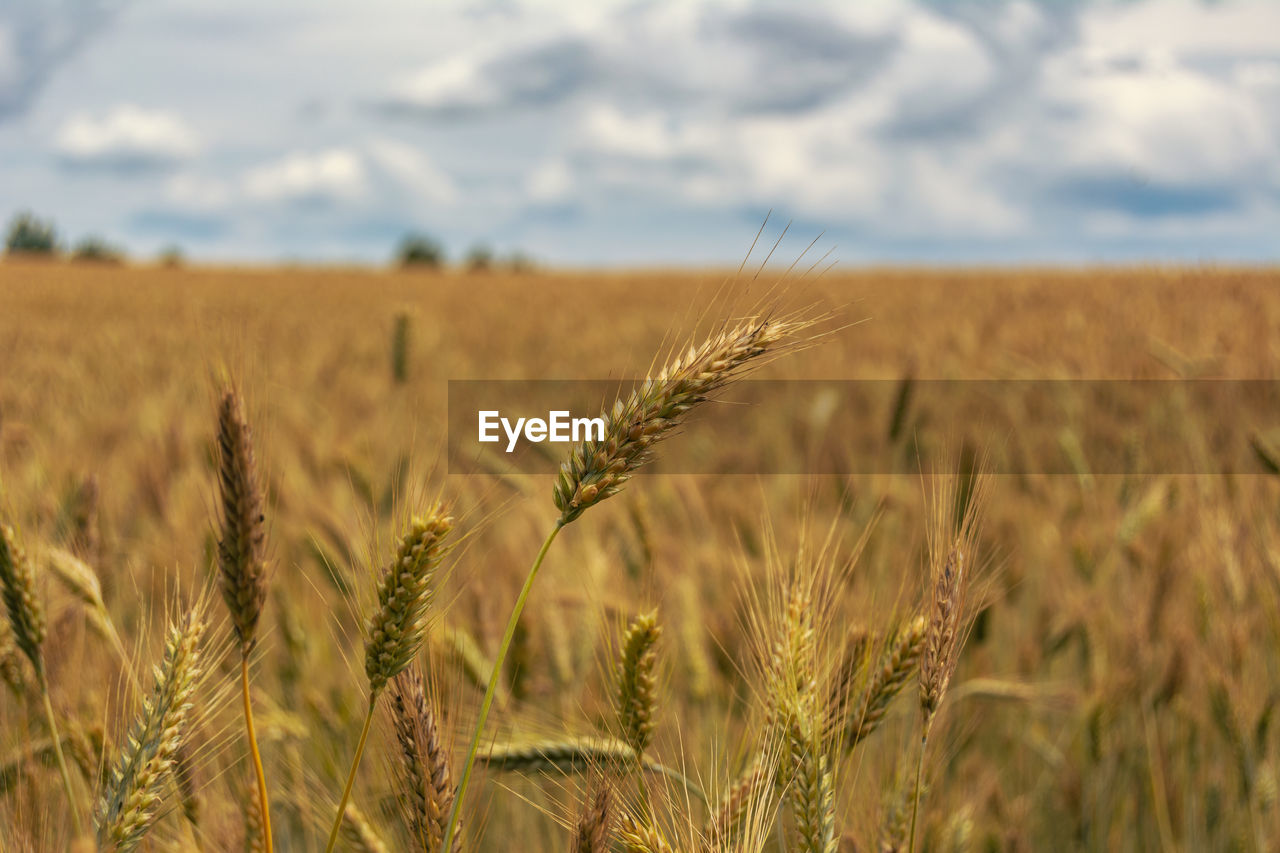 agriculture, crop, cereal plant, landscape, food, field, rural scene, plant, land, wheat, growth, sky, environment, barley, farm, nature, food grain, cloud, gold, no people, beauty in nature, rye, scenics - nature, focus on foreground, emmer, summer, prairie, food and drink, day, outdoors, tranquility, harvesting, triticale, ripe, close-up, horizon, whole grain, grassland, cereal, cultivated, plant stem, tranquil scene, horizon over land, einkorn wheat, corn