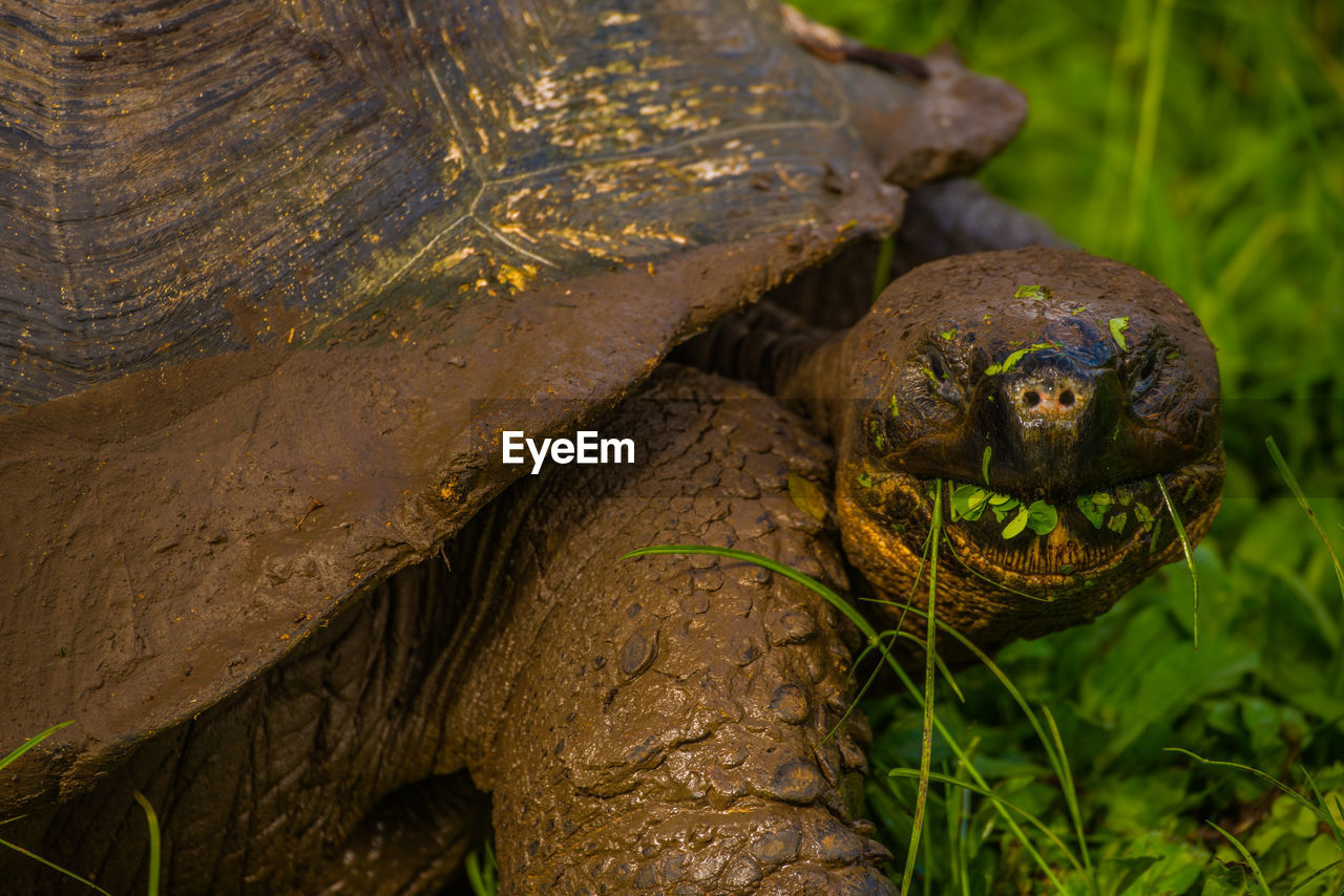 Close-up of giant tortoise eating