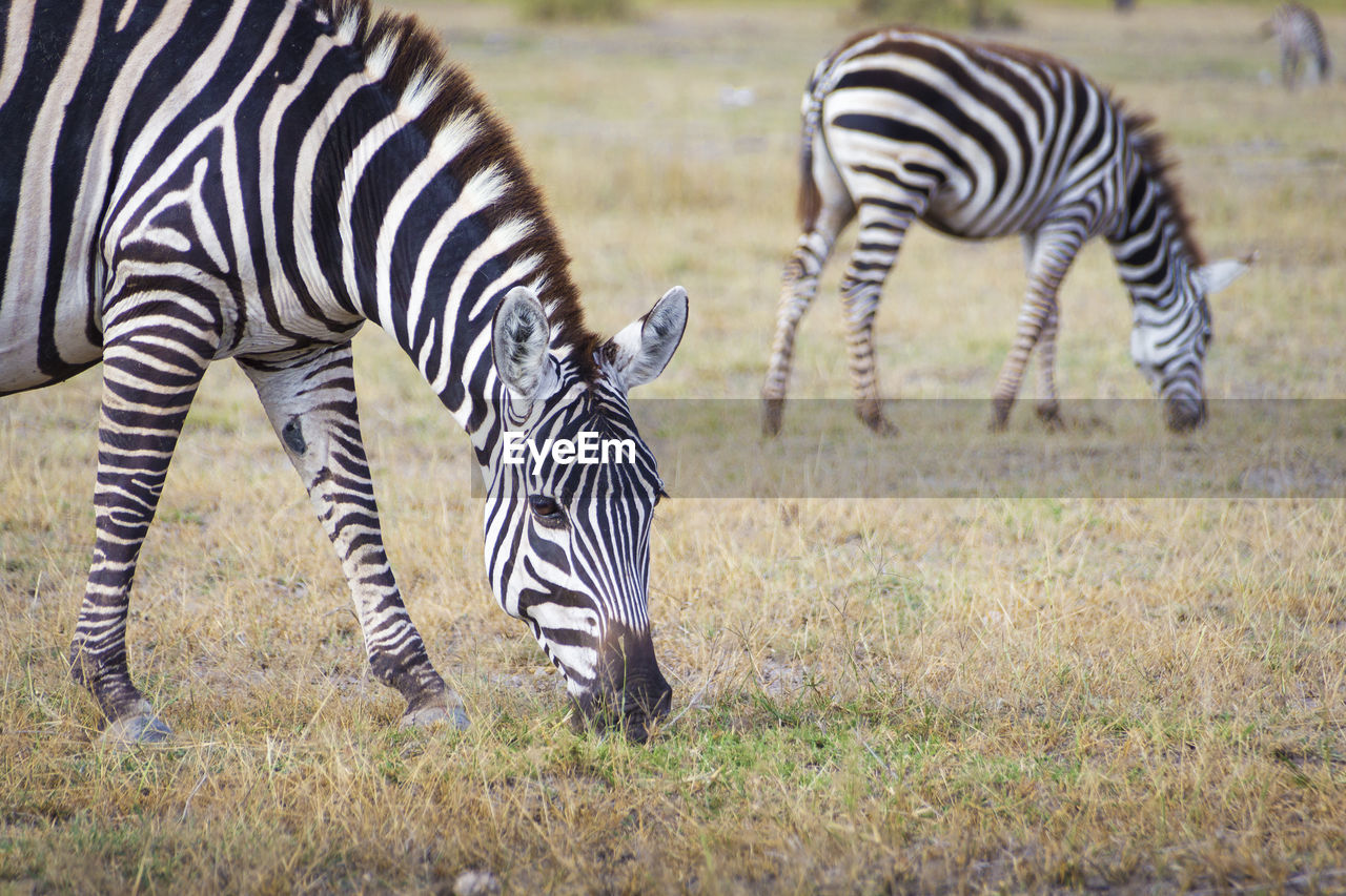 ZEBRAS AND A ZEBRA ON FIELD