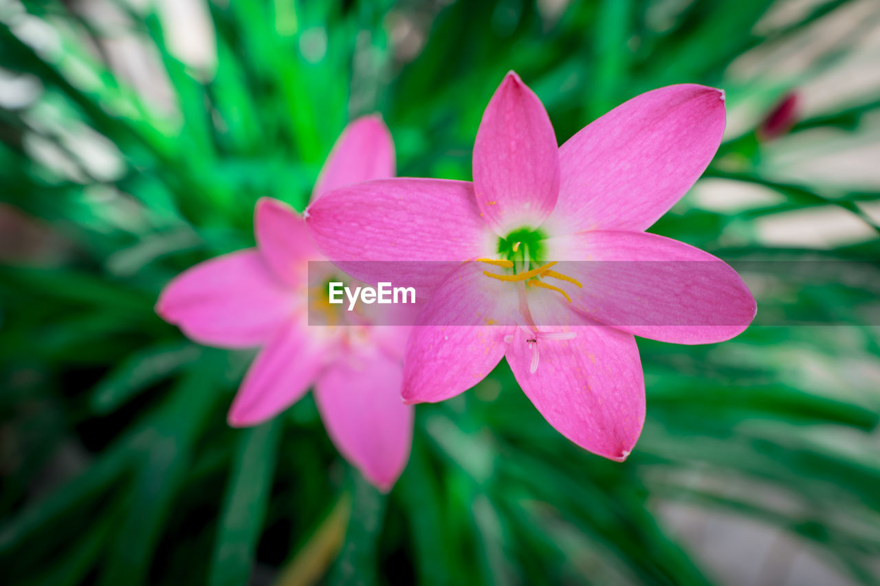 CLOSE-UP OF PINK FLOWERING PLANTS