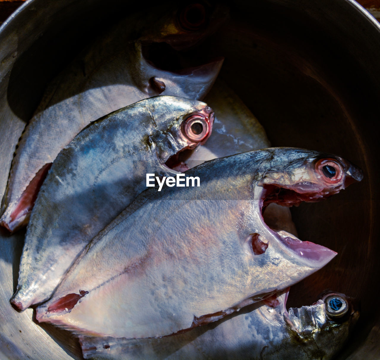 fish, animal, seafood, food, food and drink, freshness, raw food, no people, wellbeing, animal themes, healthy eating, close-up, market, for sale, high angle view, fishing