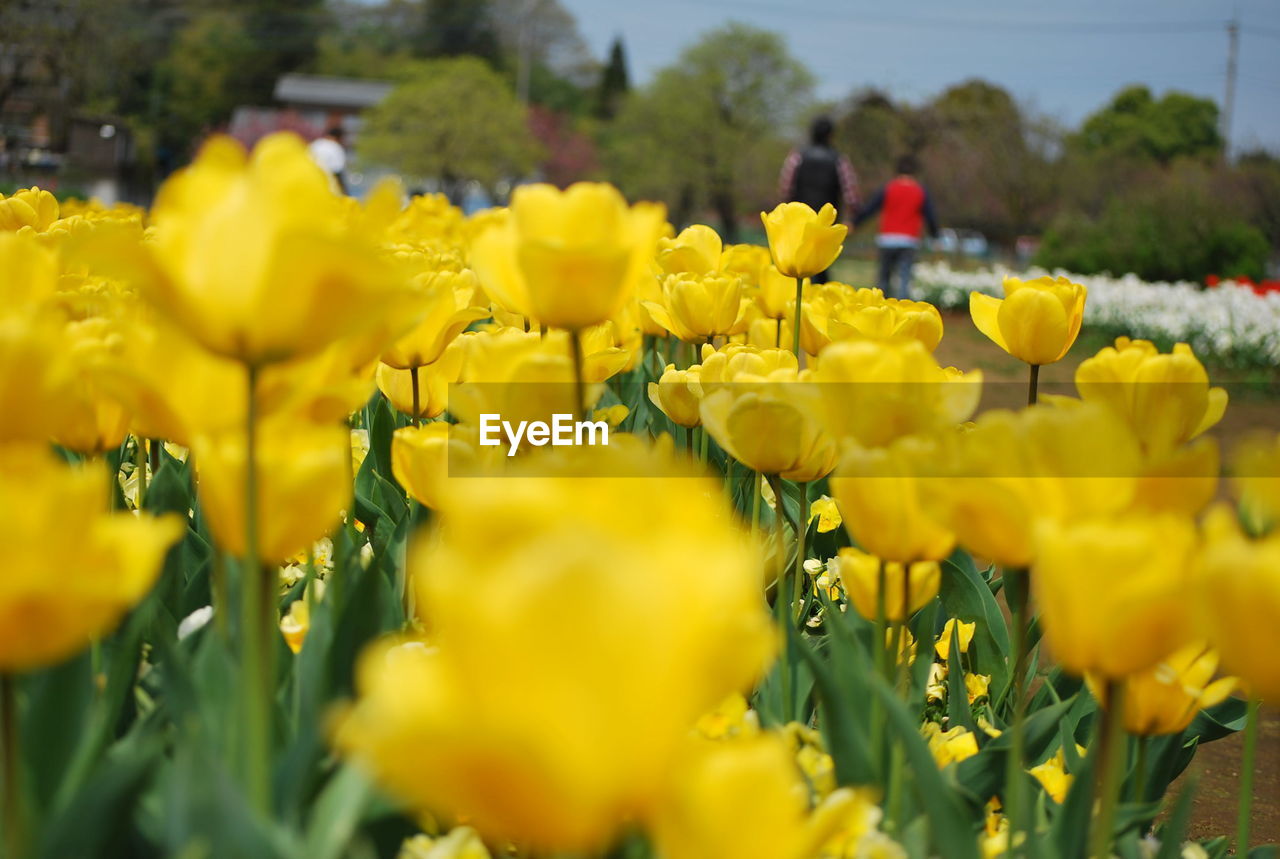 Close-up of yellow flowers blooming in field