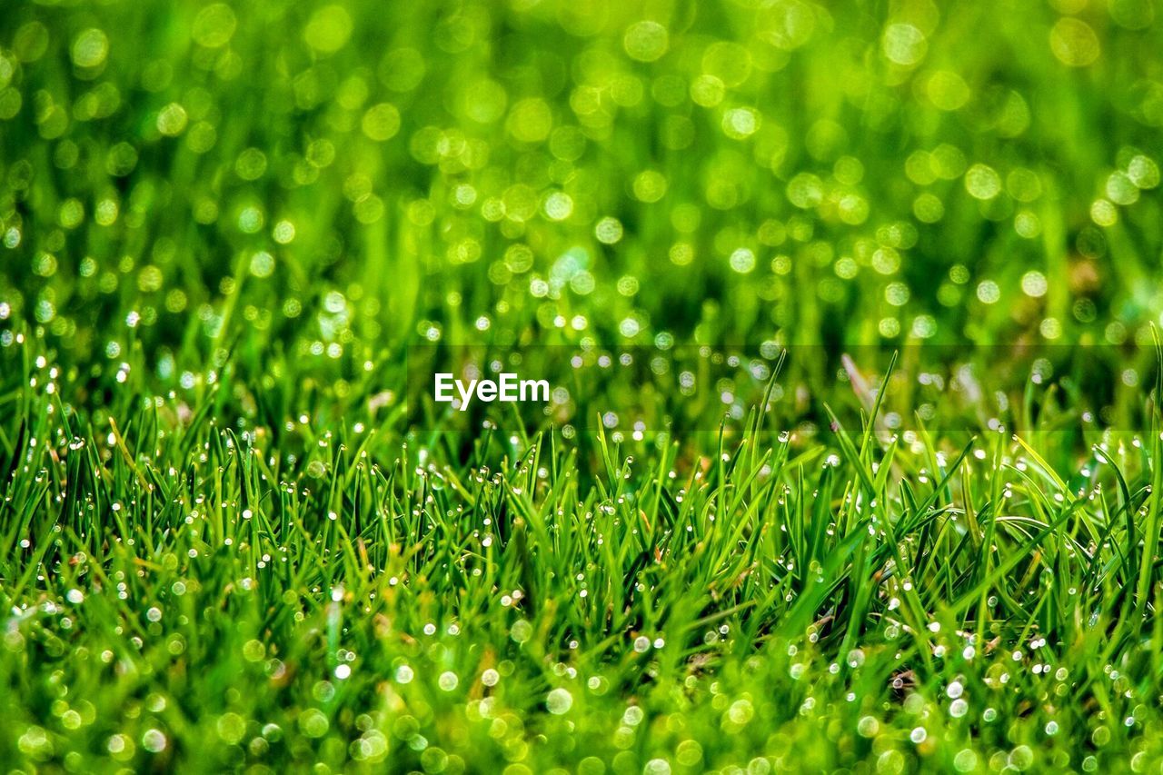 Full frame shot of wet grass