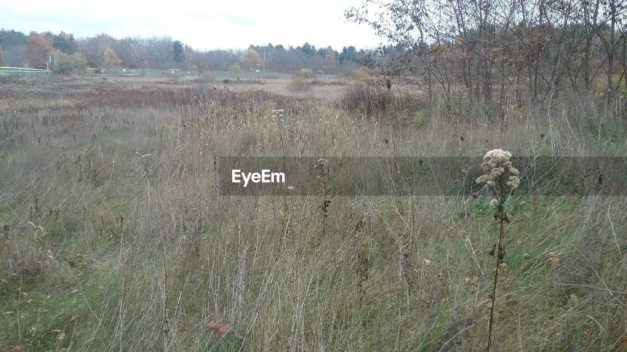 VIEW OF FIELD AGAINST SKY