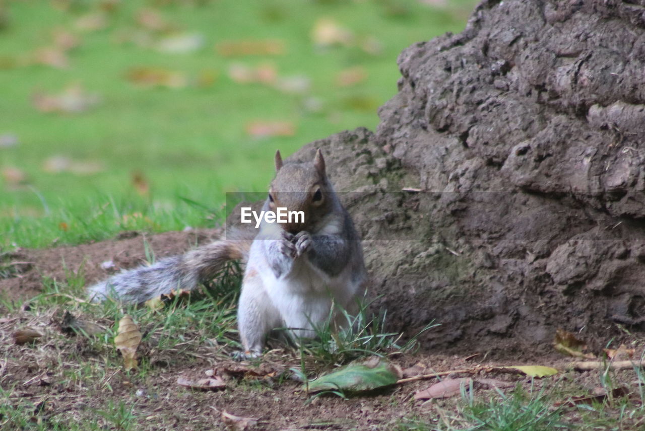 Squirrel on tree  eating