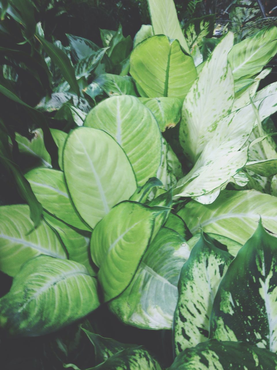 Full frame shot of green leaves