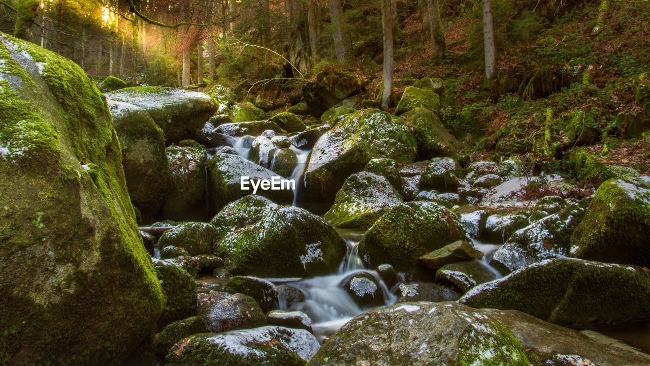 Stream flowing through rocks in forest