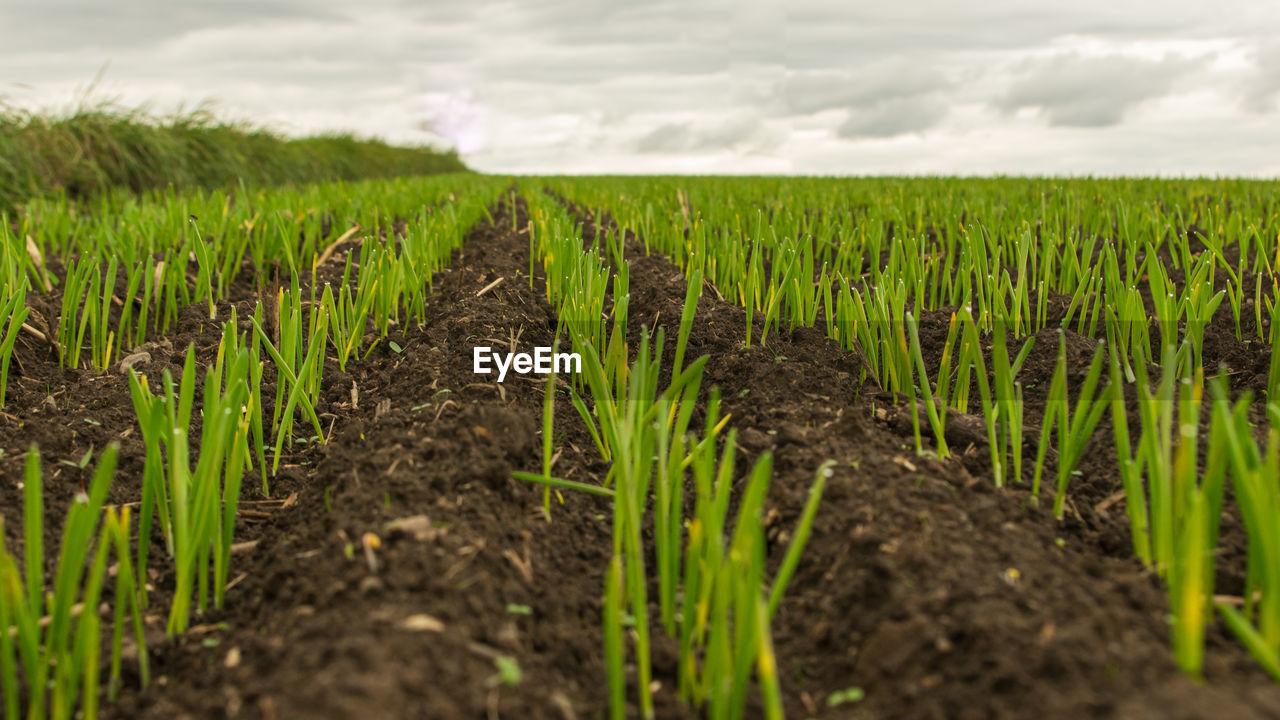 Rows of young cereal plants on a field