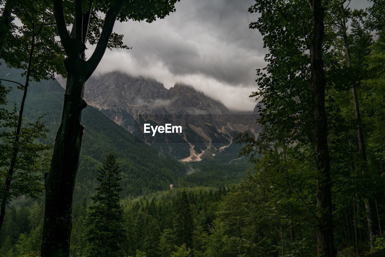 Scenic view of trees in forest against sky