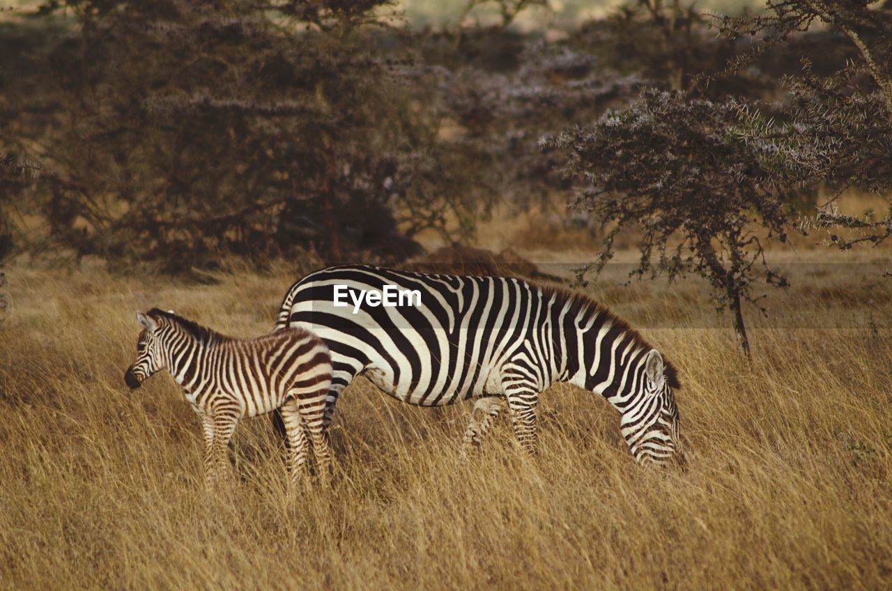 ZEBRAS AND A ZEBRA ON FIELD