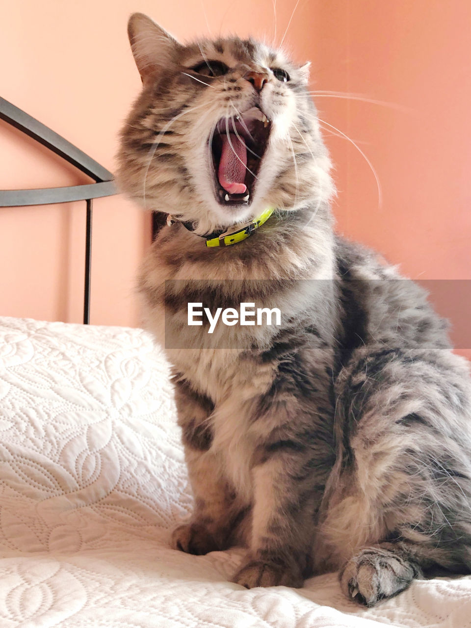 CAT SITTING ON A BED