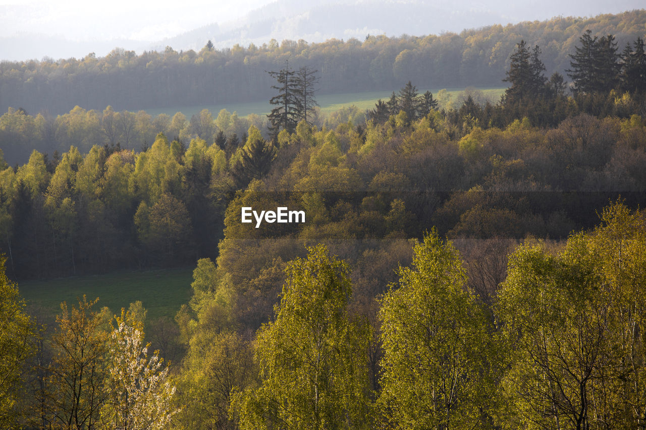 panoramic view of trees in forest during autumn