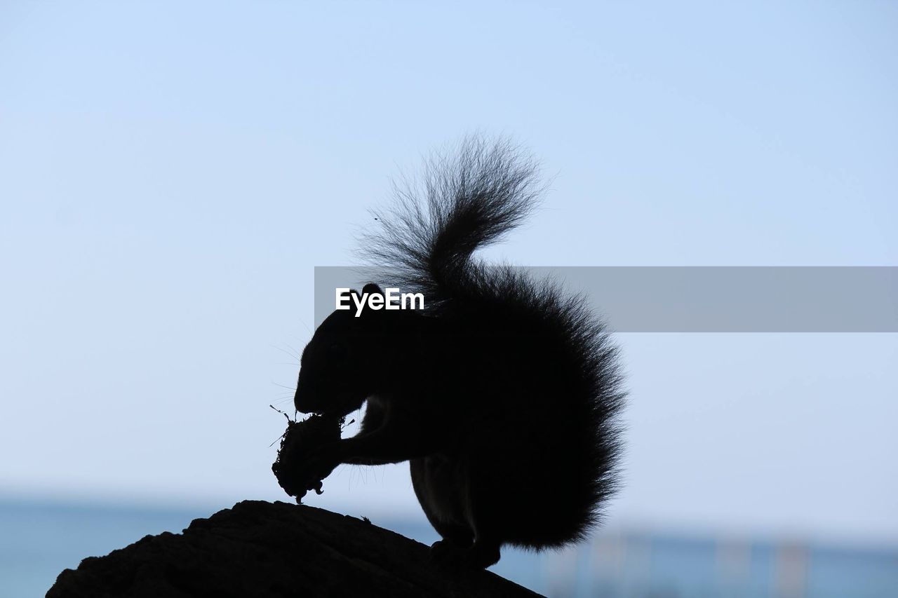 Silhouette squirrel with food on stone against sky