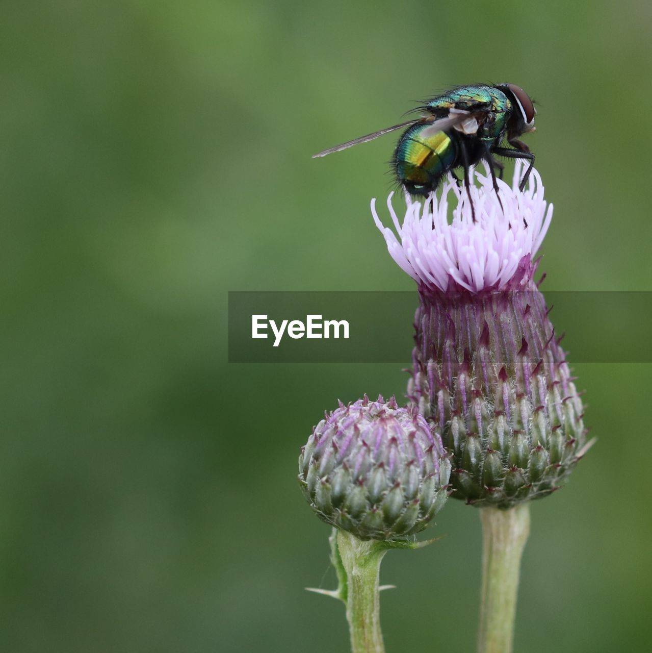 CLOSE-UP OF INSECT POLLINATING ON FLOWER