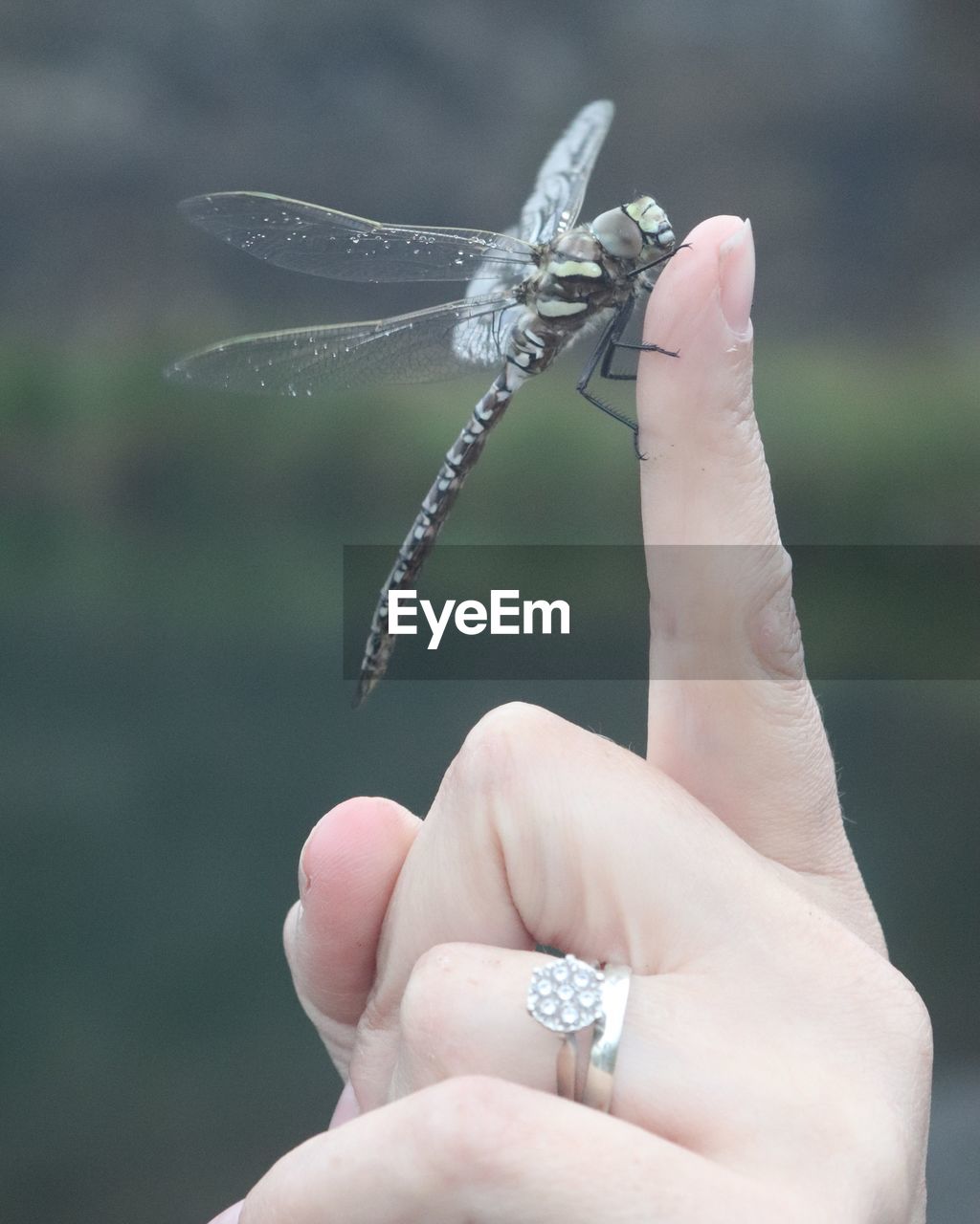 CLOSE-UP OF HUMAN HAND HOLDING INSECT