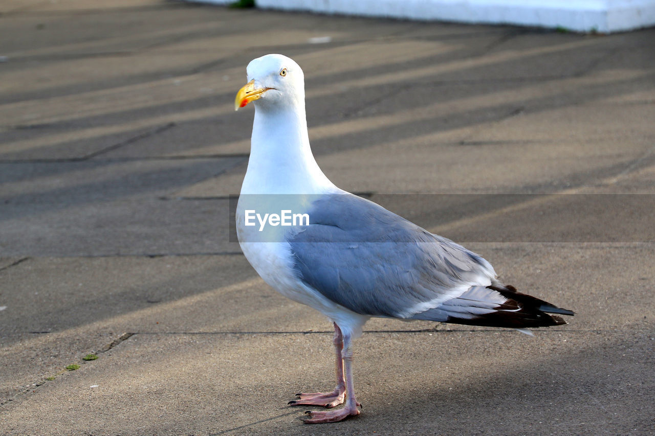 Close-up of seagull on sand