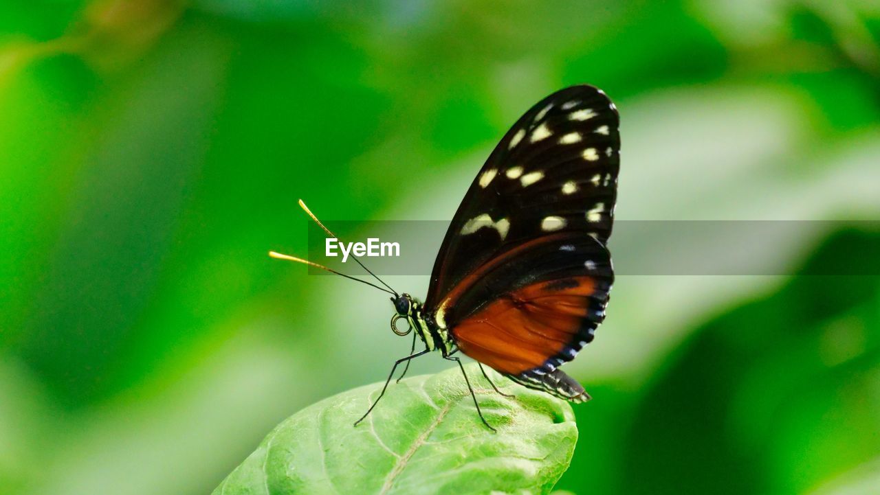 CLOSE-UP OF BUTTERFLY