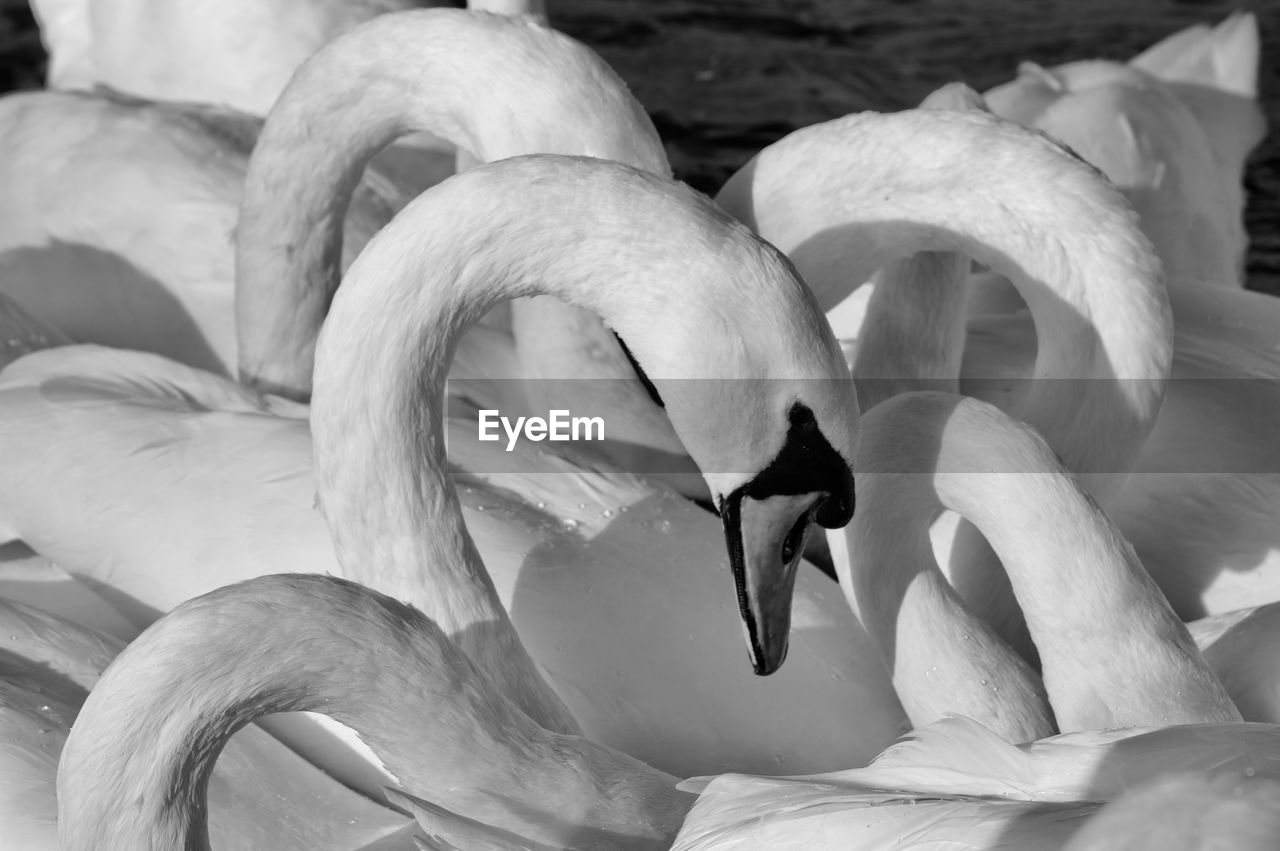 CLOSE-UP OF A SWAN