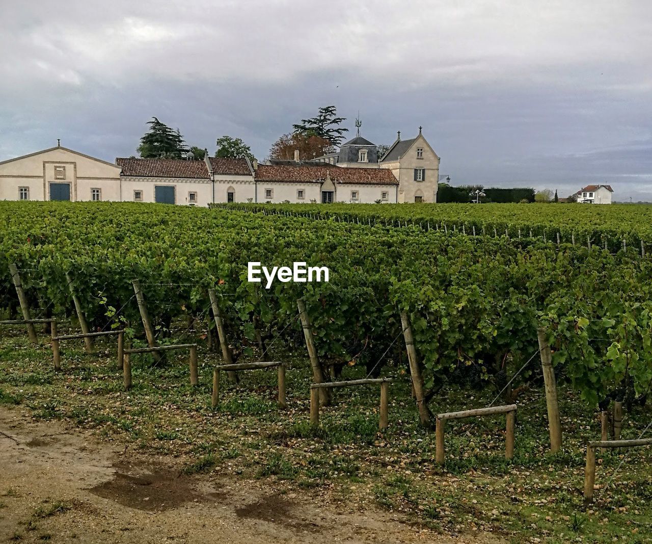 VINEYARD AGAINST SKY