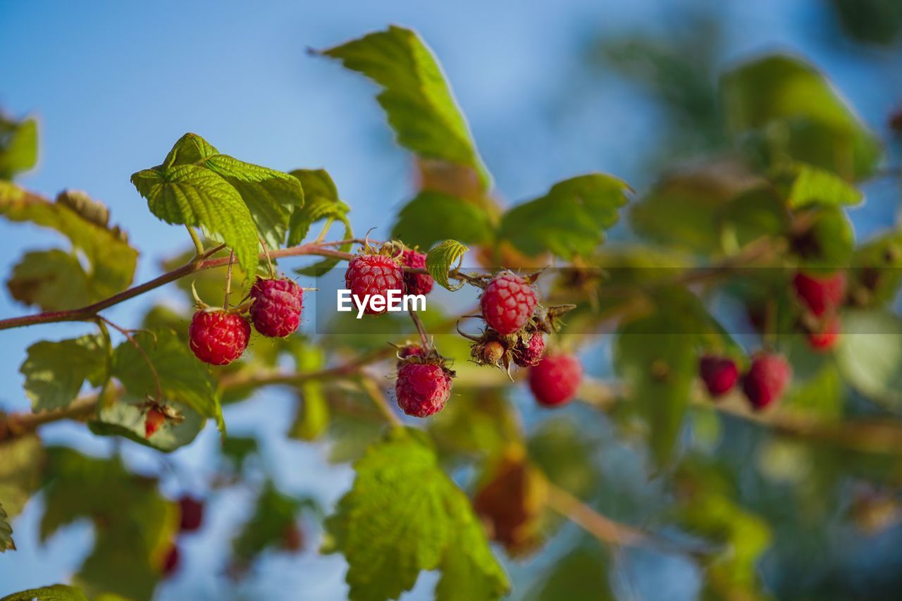 Low angle view of raspberries growing on tree