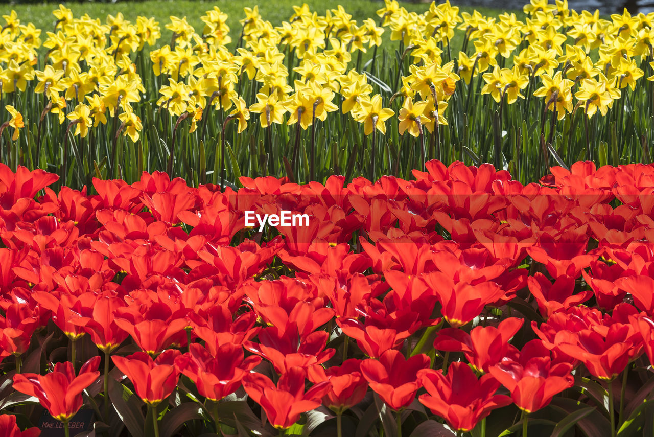 Close-up of red flowers growing in field