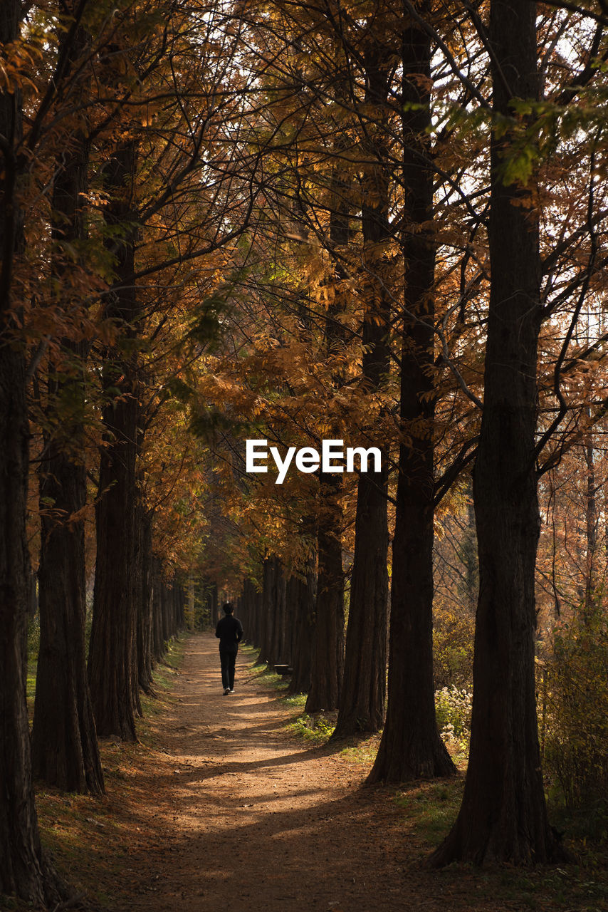 Man walking in forest during autumn