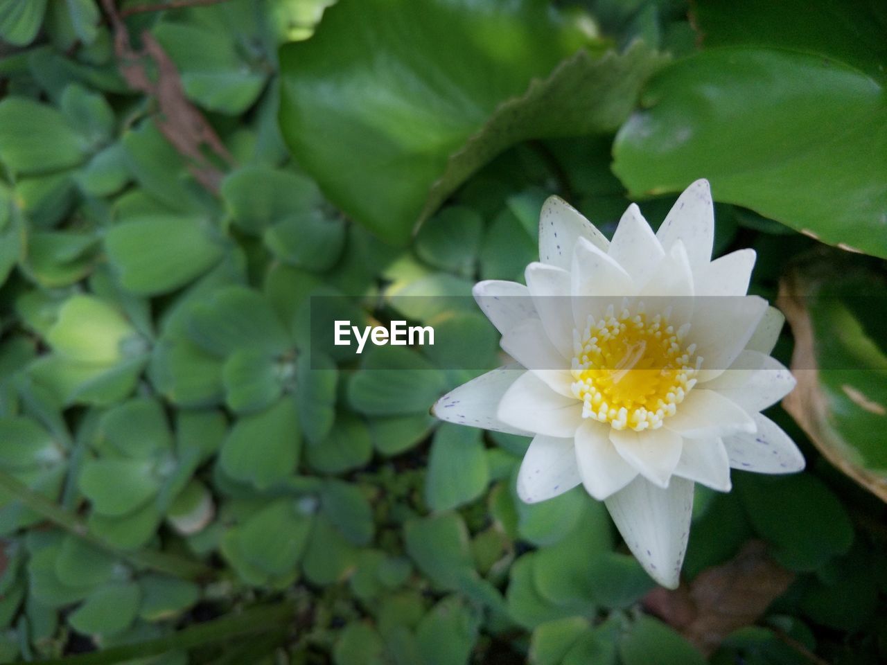 Close-up of white flowering plant