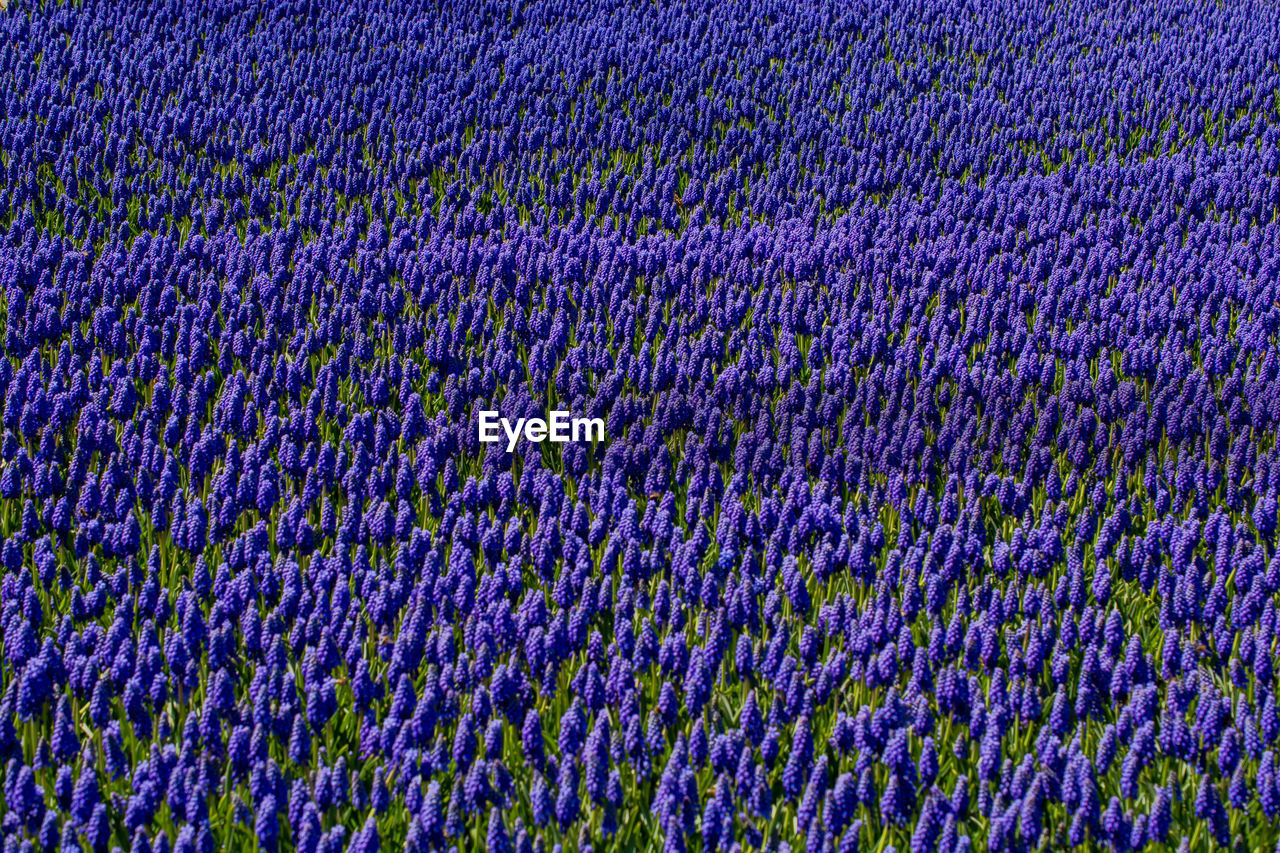 Full frame shot of purple flowers on field