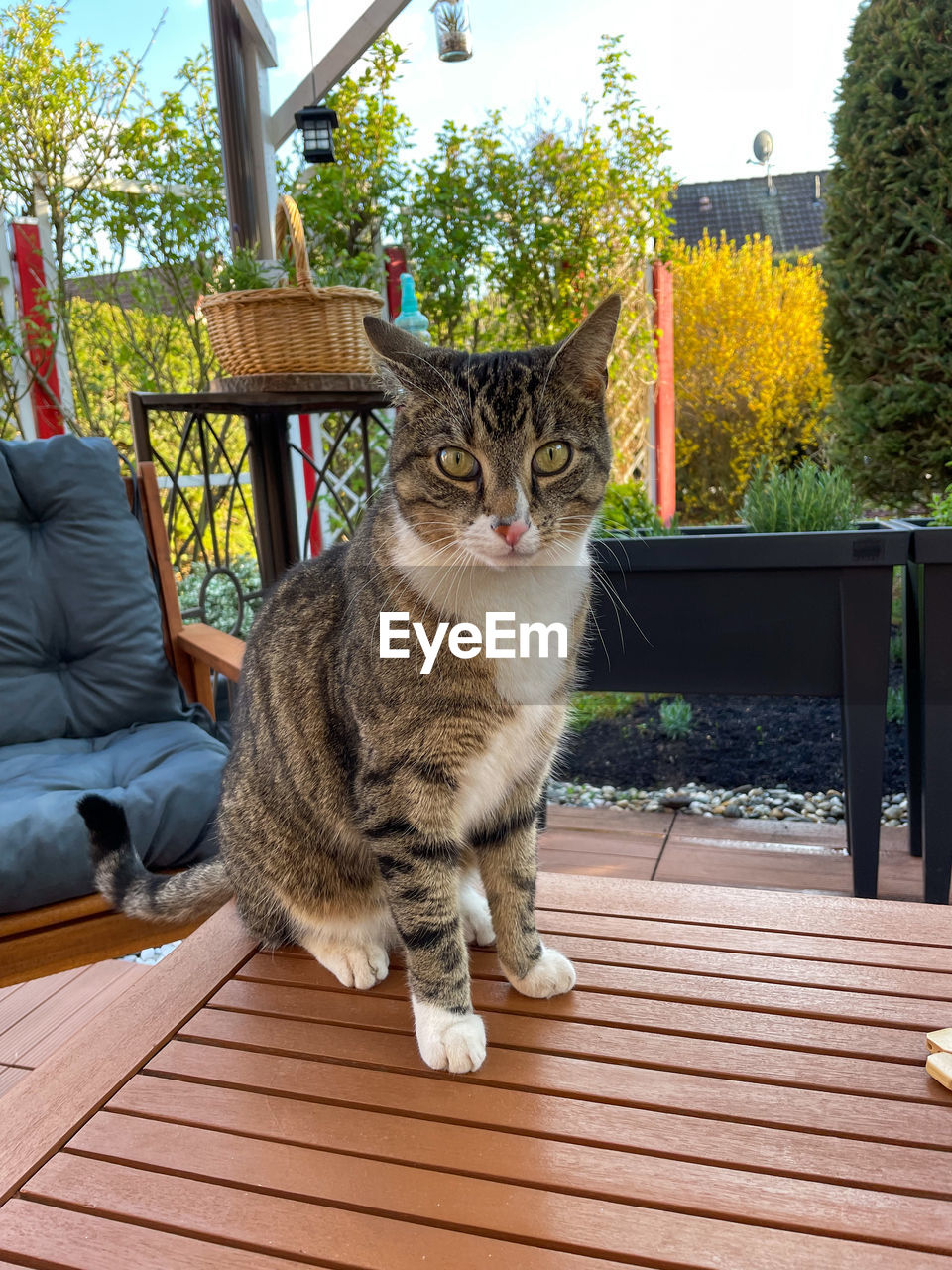 pet, domestic animals, mammal, animal, animal themes, cat, domestic cat, feline, one animal, sitting, looking at camera, tree, portrait, table, plant, wood, day, seat, no people, full length, felidae, chair, nature, front or back yard, relaxation, small to medium-sized cats, tabby cat, outdoors