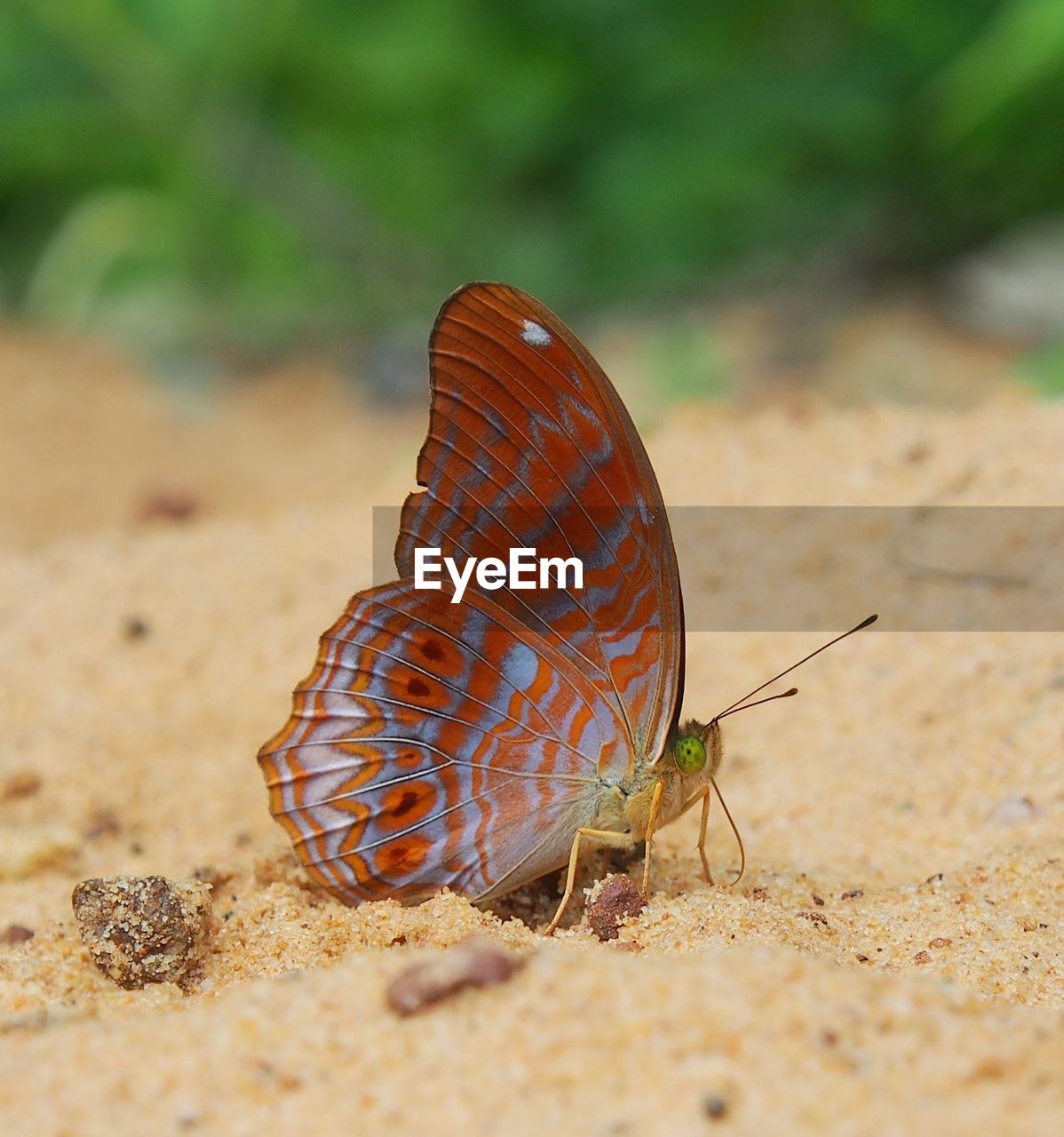 CLOSE-UP OF BUTTERFLY ON A SAND