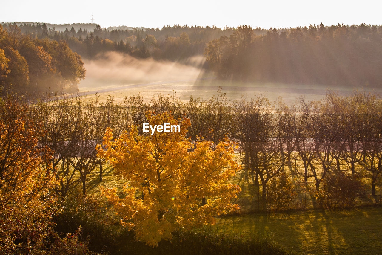 Trees on grassy landscape on sunny day