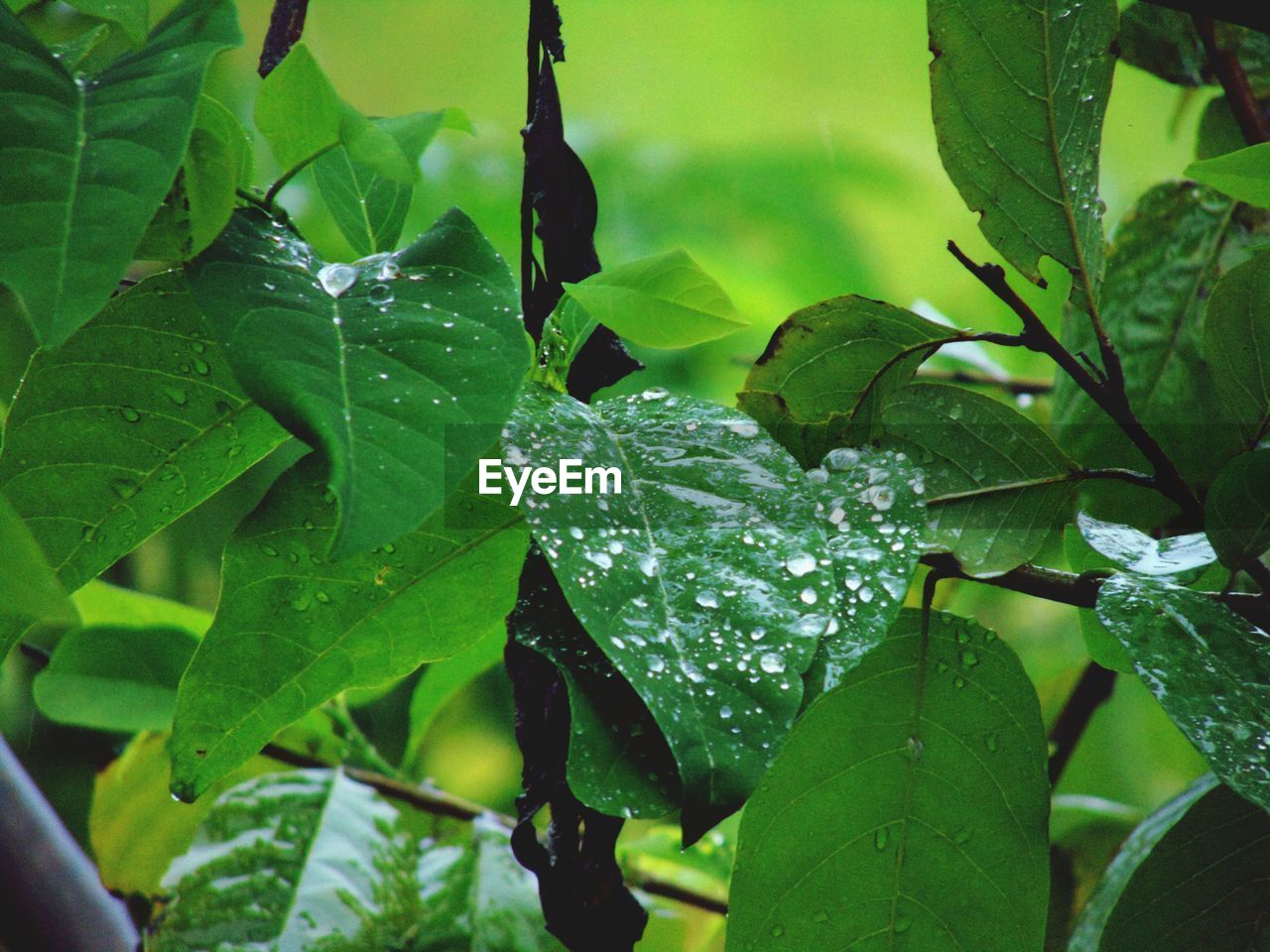 CLOSE-UP OF RAINDROPS ON PLANT