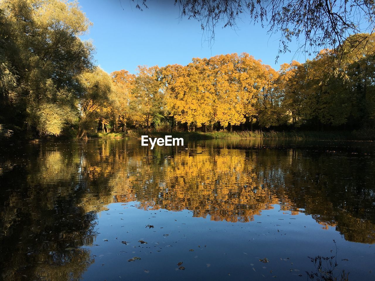 REFLECTION OF TREES IN LAKE DURING AUTUMN