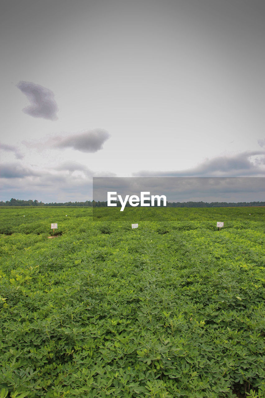 Horses grazing on grassy field against cloudy sky