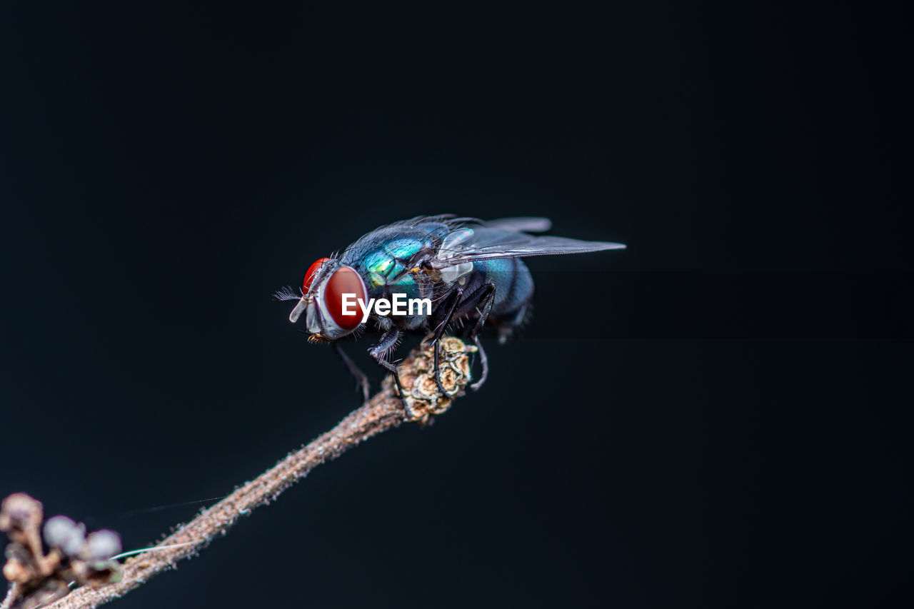 Close-up of fly against black background