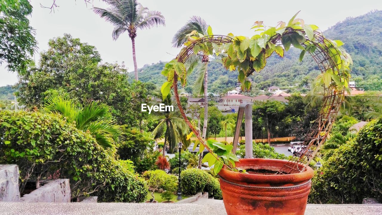 Heart shape plant in pot