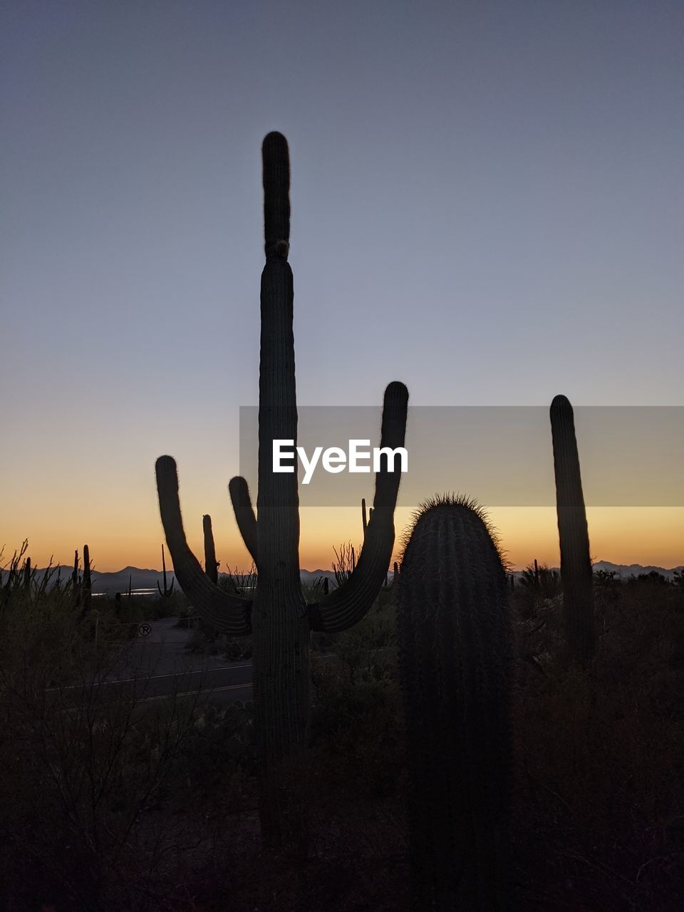 Silhouette cactus plants on field against sky during sunset