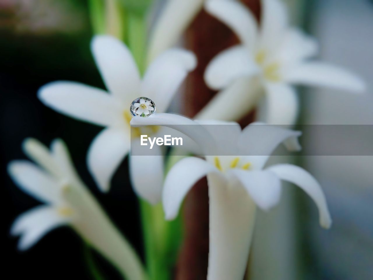 CLOSE-UP OF WHITE ROSE FLOWER