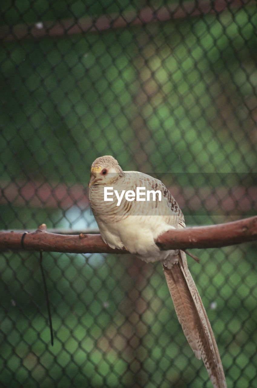 CLOSE-UP OF SPARROW PERCHING ON METAL FENCE