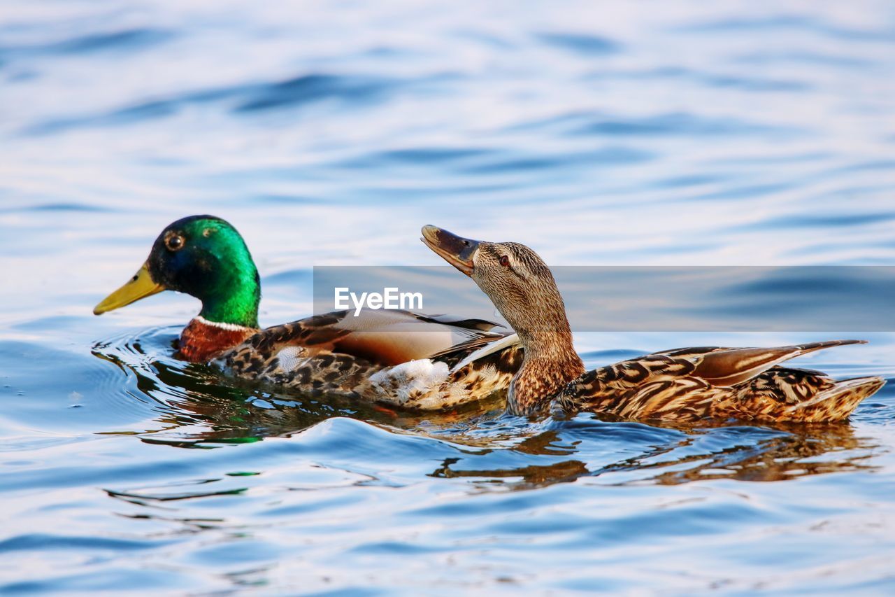 DUCK IN A LAKE