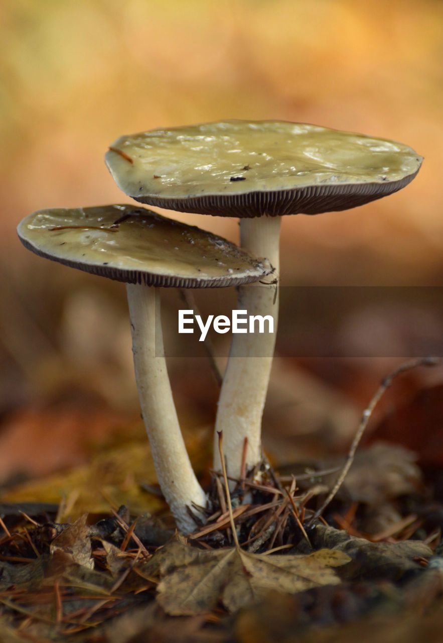 Close-up of wild mushrooms growing on field