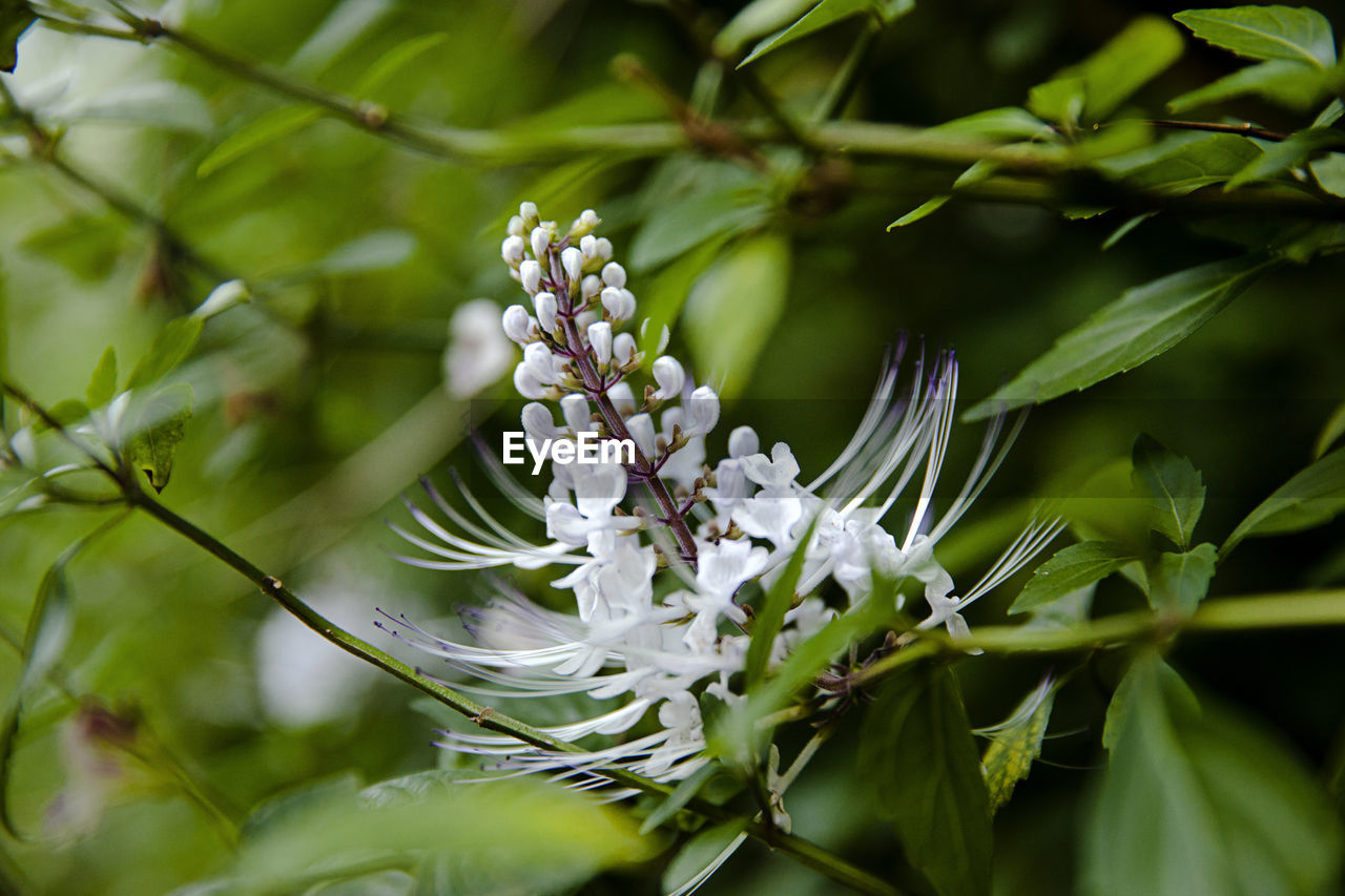 Close-up of white flowering plant