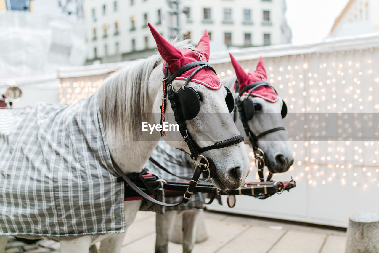 Typical horses in vienna in front of christmas lights.