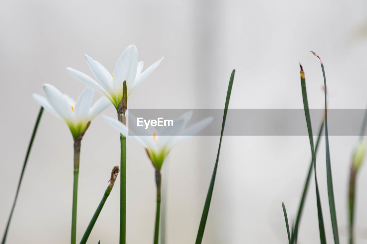 CLOSE-UP OF WHITE FLOWERING PLANTS AGAINST BLURRED BACKGROUND