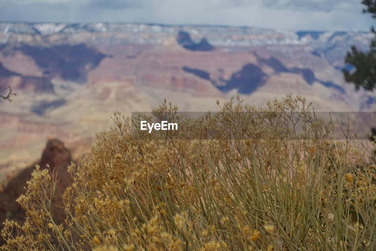 Plants growing on field against mountains